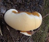 Ganoderma polychromum image