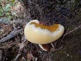 Ganoderma polychromum image