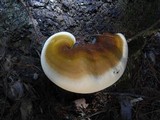 Ganoderma polychromum image