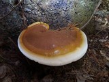 Ganoderma polychromum image