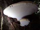 Ganoderma polychromum image