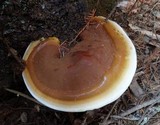 Ganoderma polychromum image