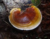Ganoderma polychromum image