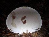 Ganoderma polychromum image