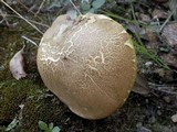 Boletus depilatus image