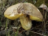 Boletus depilatus image