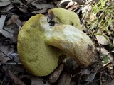 Boletus depilatus image