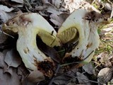 Boletus depilatus image