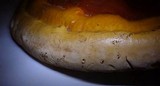 Ganoderma polychromum image