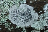 Porpidia albocaerulescens var. albocaerulescens image