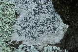 Porpidia albocaerulescens var. albocaerulescens image