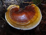 Ganoderma polychromum image