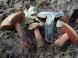 Boletus luridus image
