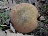 Boletus luridus image