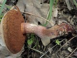Boletus luridus image