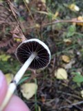 Protostropharia semiglobata image