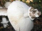 Leucoagaricus barssii image