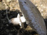 Leucoagaricus barssii image