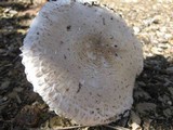 Leucoagaricus barssii image