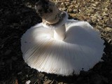 Leucoagaricus barssii image