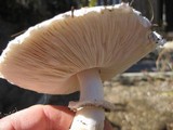 Leucoagaricus barssii image