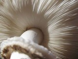 Leucoagaricus barssii image
