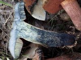 Boletus luridus image