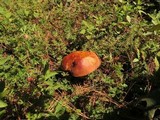 Boletus rubriceps image