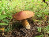 Boletus rubriceps image