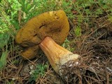Boletus rubriceps image