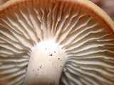 Clitocybe fragrans image