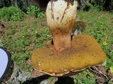Boletus rubriceps image