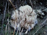 Ramaria stricta image