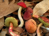 Boletellus obscurecoccineus image