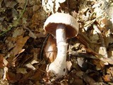 Cortinarius torvus image