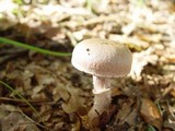 Cortinarius torvus image