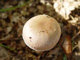Cortinarius torvus image