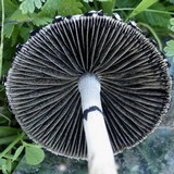 Panaeolus papilionaceus var. capitatocystis image