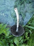Panaeolus papilionaceus var. capitatocystis image
