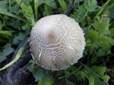 Panaeolus papilionaceus var. capitatocystis image