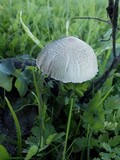 Panaeolus papilionaceus var. capitatocystis image