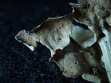 Helvella crispa image