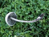 Panaeolus antillarum image