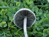 Panaeolus antillarum image