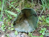 Lactarius deterrimus image