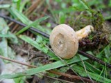 Lactarius deterrimus image