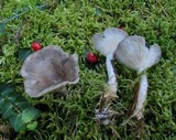 Cantharellula umbonata image