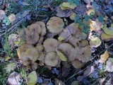 Pholiota alnicola image