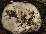 Gastropila fumosa image