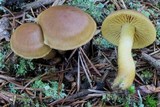 Cortinarius sect. Dermocybe image